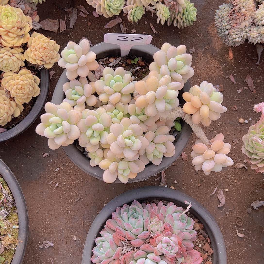 鹅*22洛神20不售后