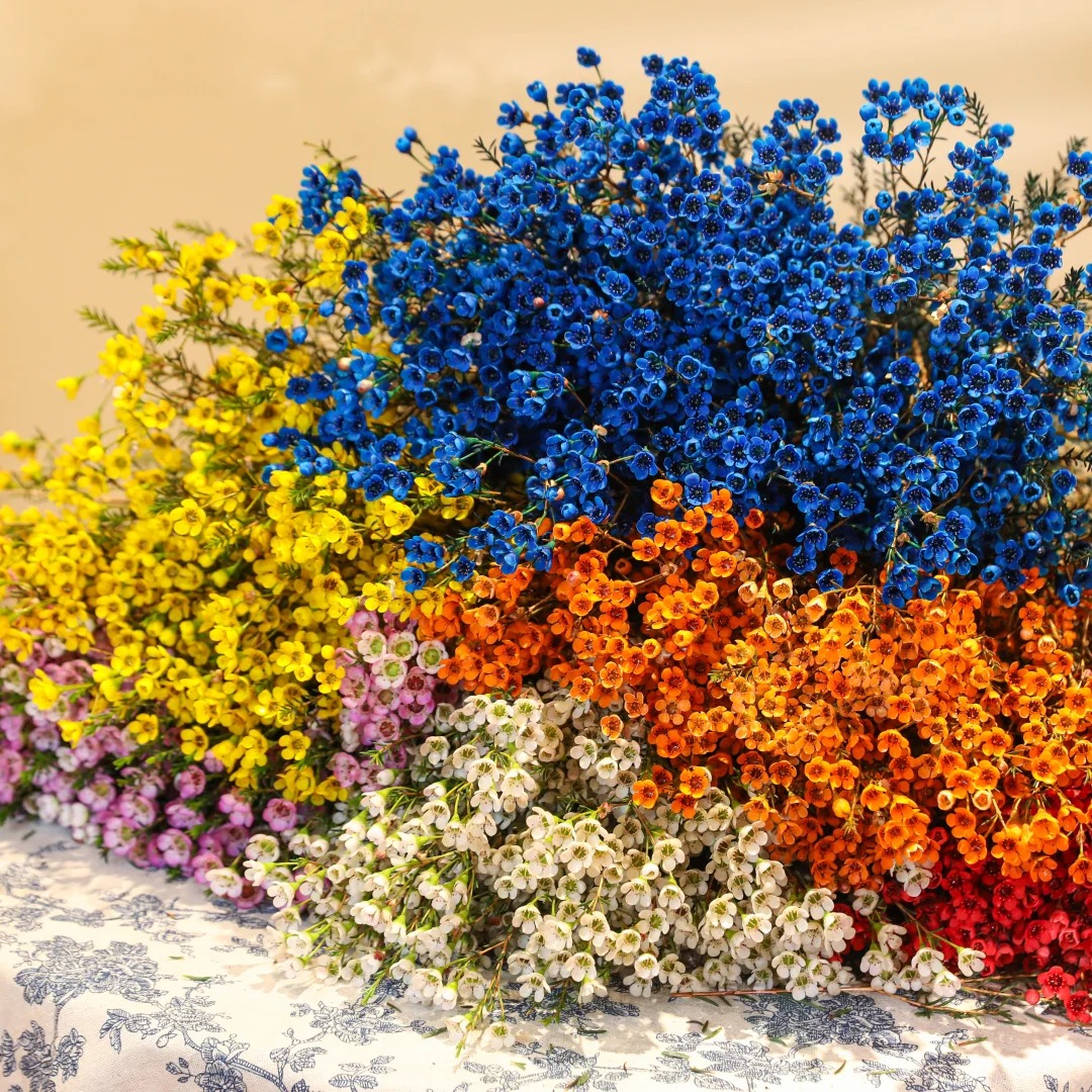 【花枝道】【澳洲腊梅A级长款】300g腊梅鲜花花期长好养室内水养花卉