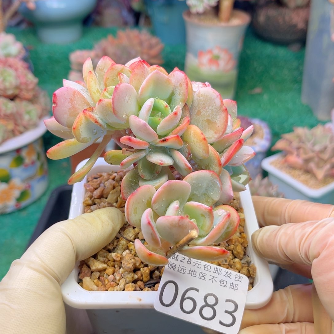 大0683…）z b x b c b b n