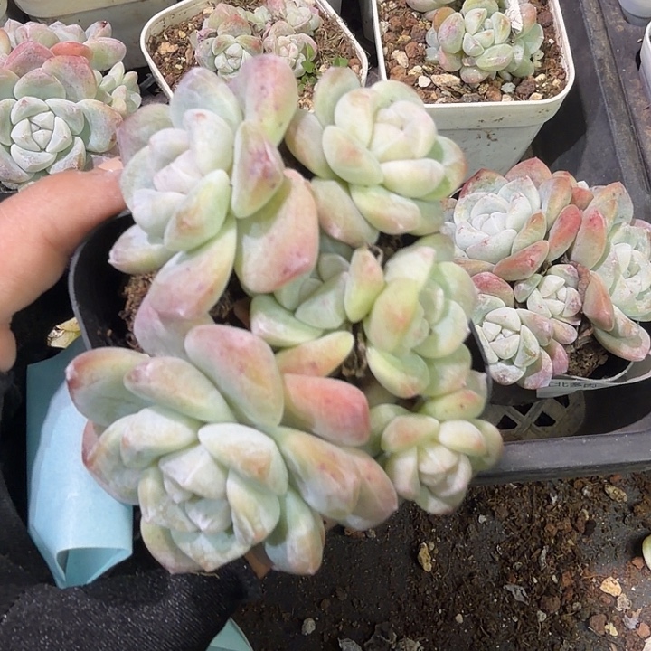 90 号到手1框江北多肉