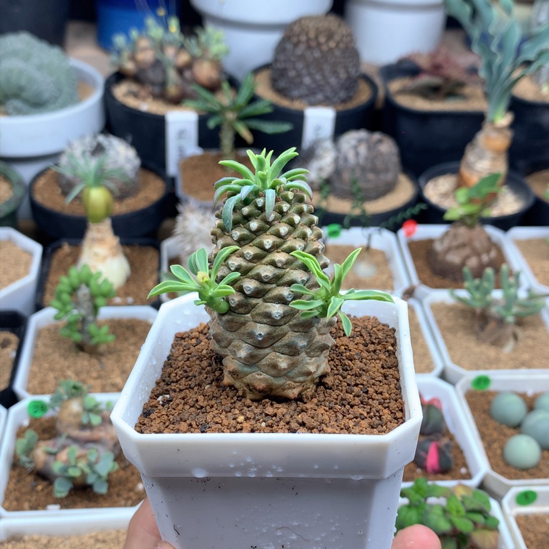 铁甲麒麟带盆发多肉