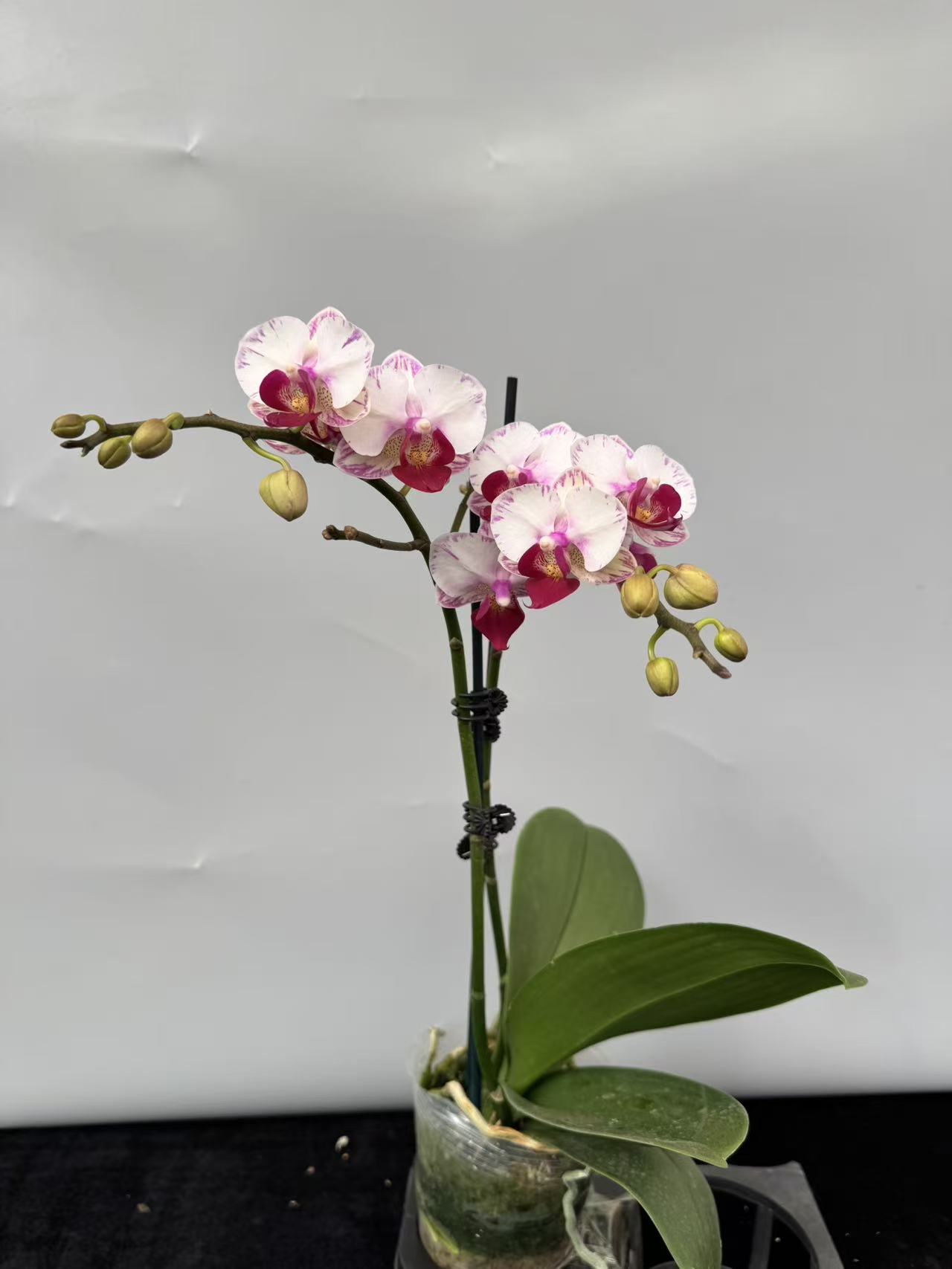 蝴蝶兰【白闪电】（拍满5颗配盆）昆明直发