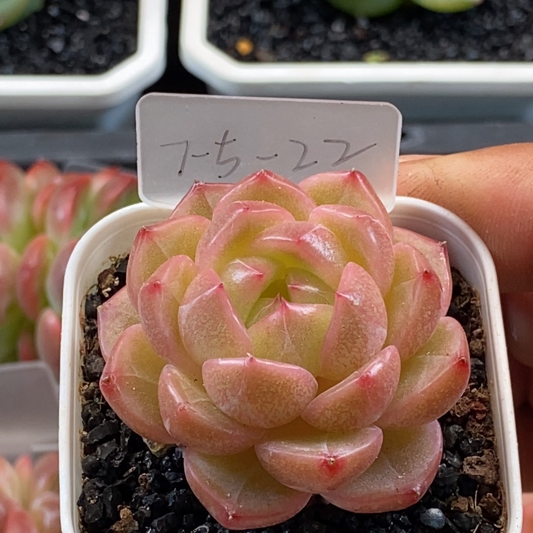 天官赐福百无禁忌