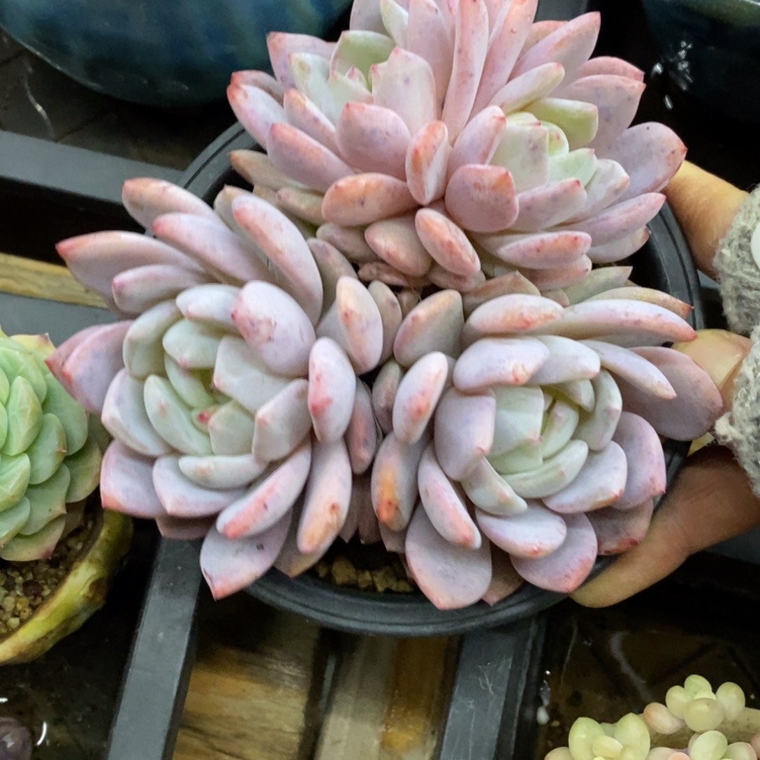 精品多肉一物拍不包整287