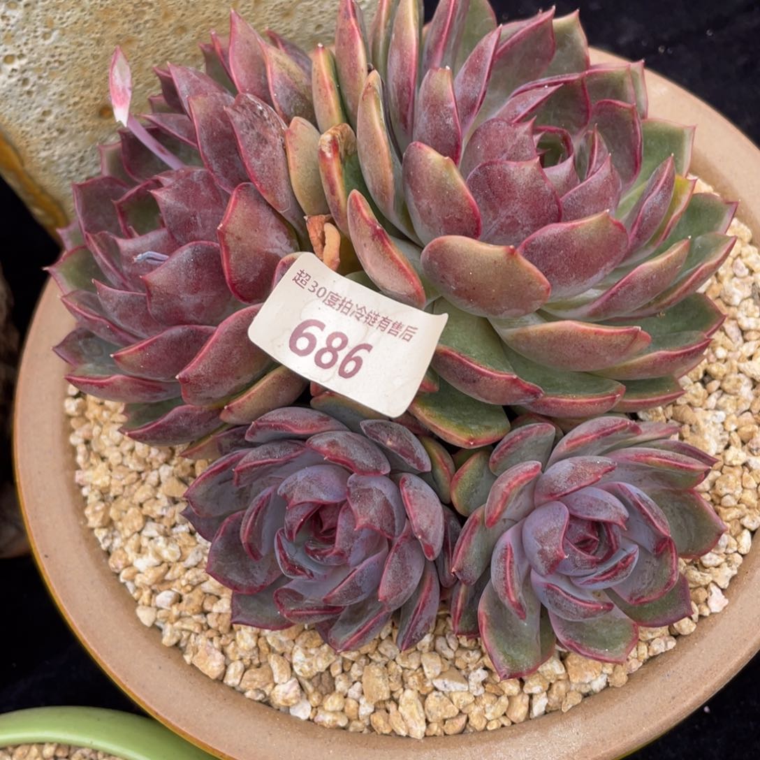 686蓝莓群生多肉植物