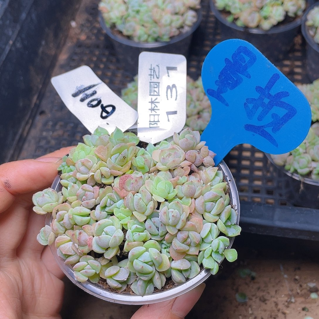 量拍多肉植物多肉植物131