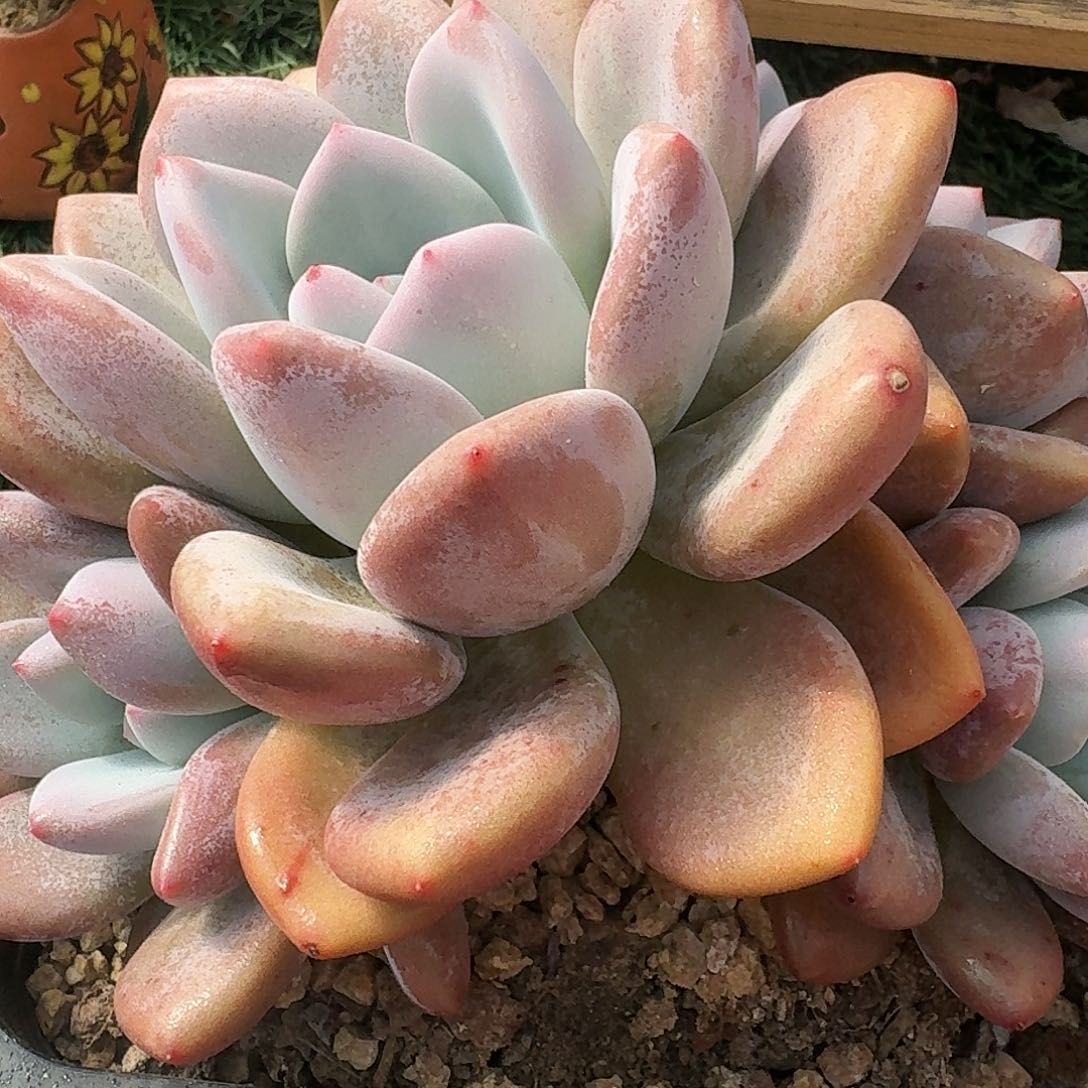 1424一物一拍（满28包邮）