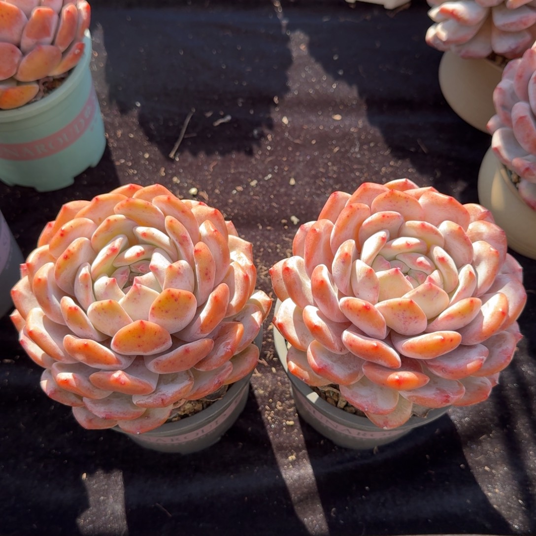 田***子一组两颗，专拍链接。