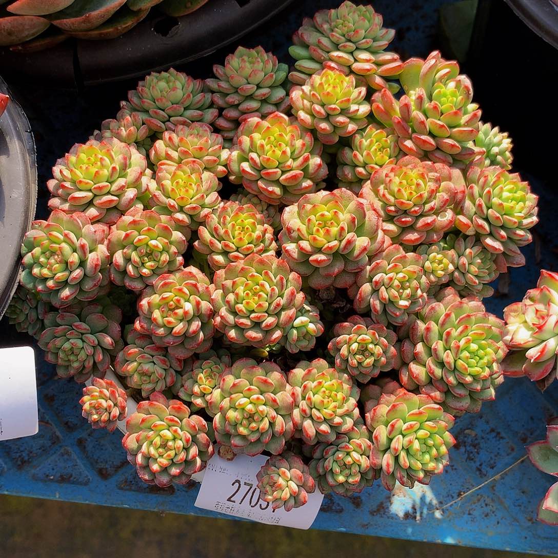 云***柱草莓慕斯带盆27031多肉多肉