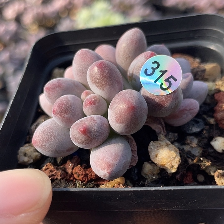 仙子奶酪多肉植物