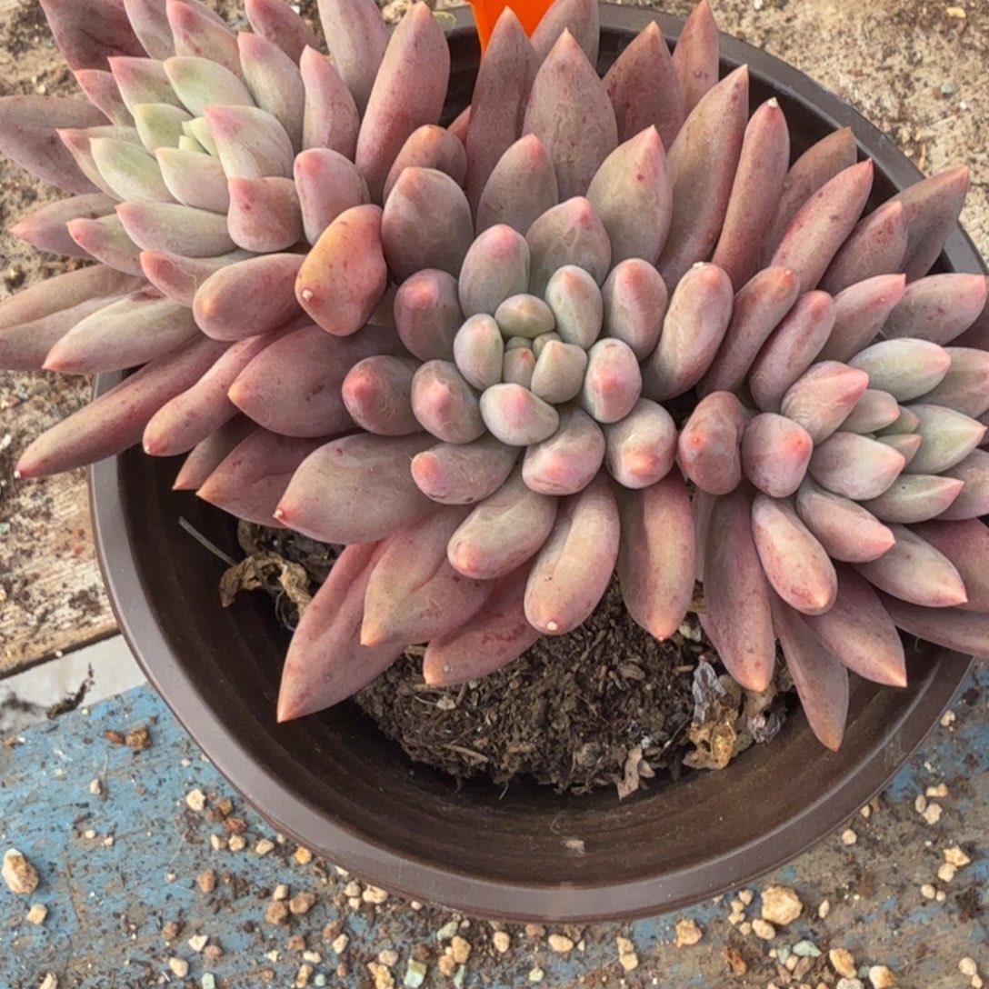 黄***哭多肉植物福袋一物一拍