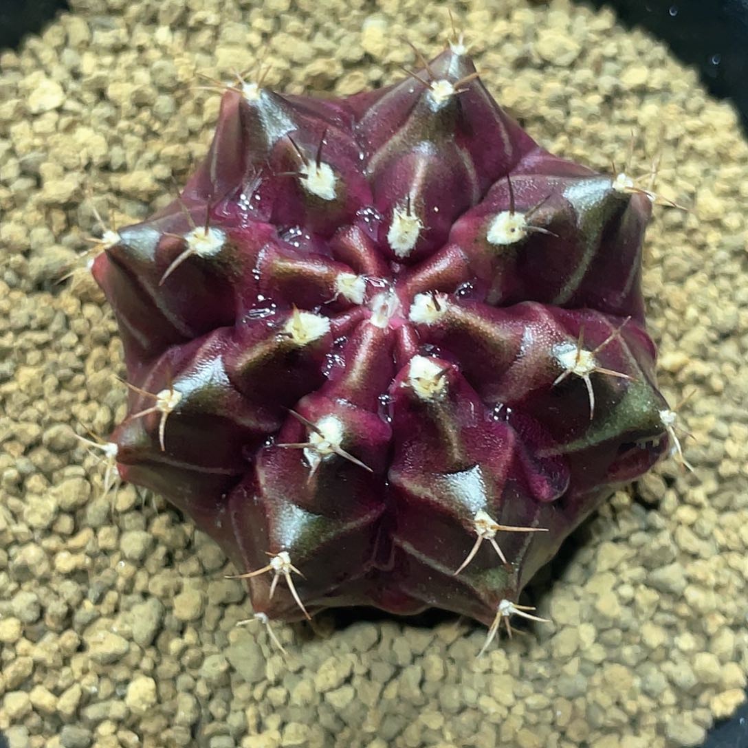 泰系实生根，紫色星云