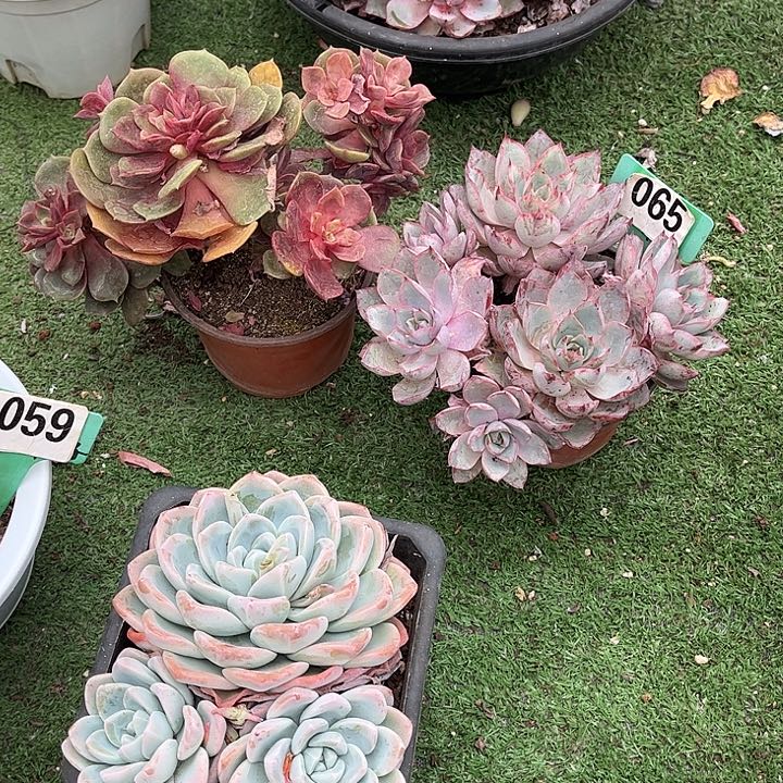 花***美大红袍赫拉多肉