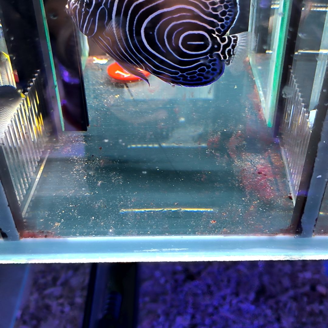 海水鱼篮圈10+/6-72-168