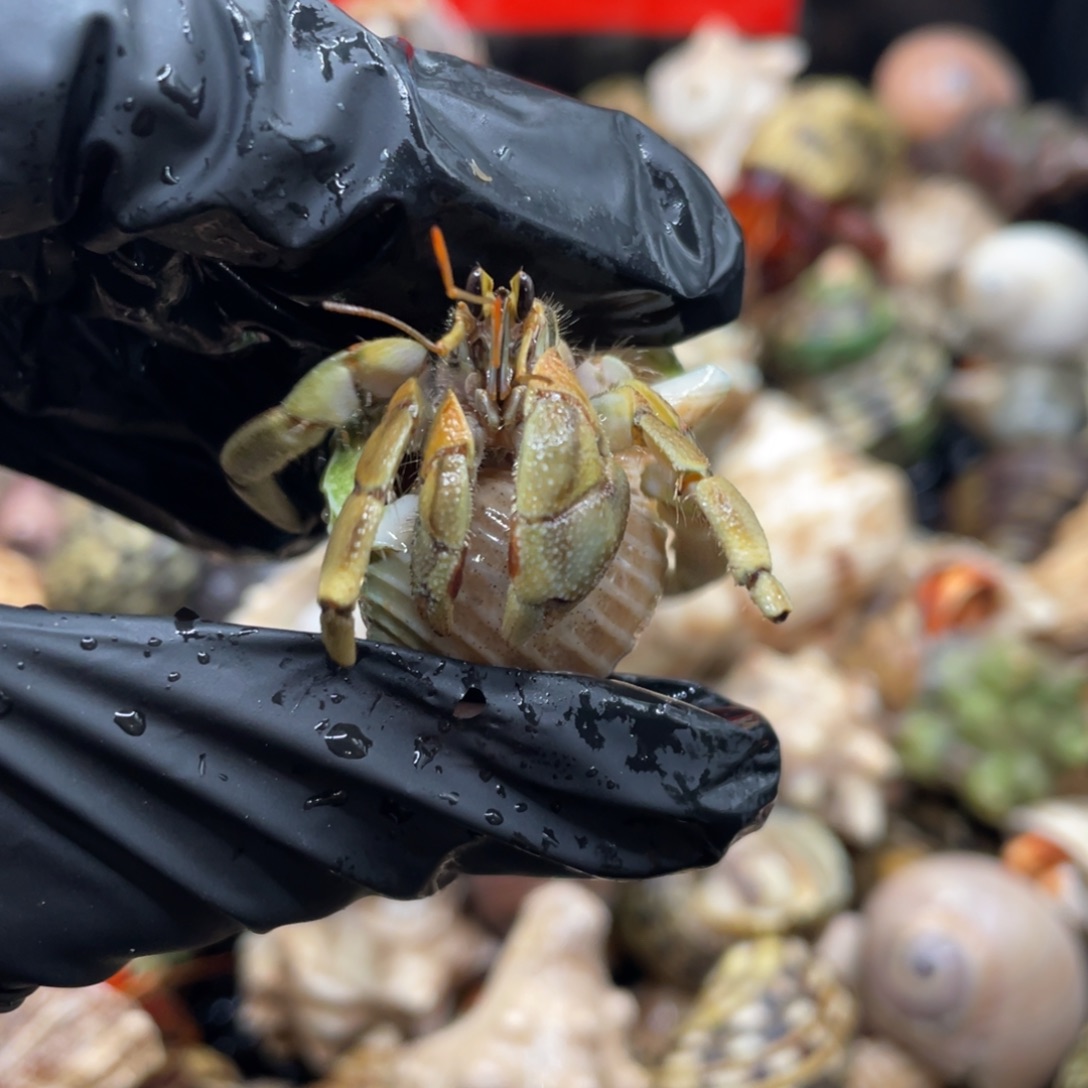 不退不换谢谢支持15