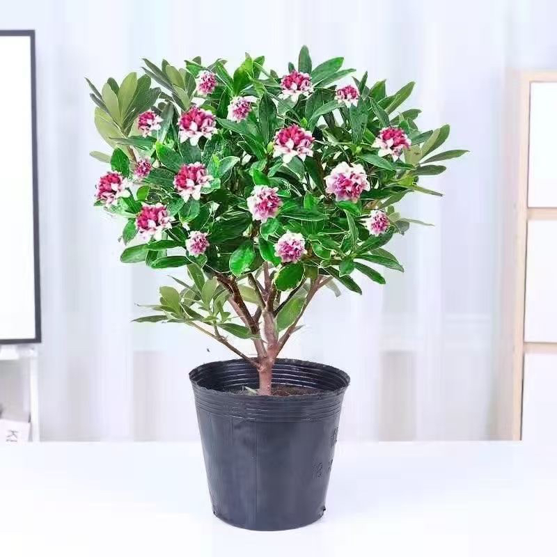 花苞15个左右含黑育苗袋高度28～30金边瑞香浓香型 十七点九