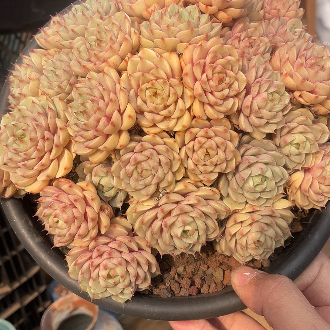 笨巴蒂斯脱土发货17厘米