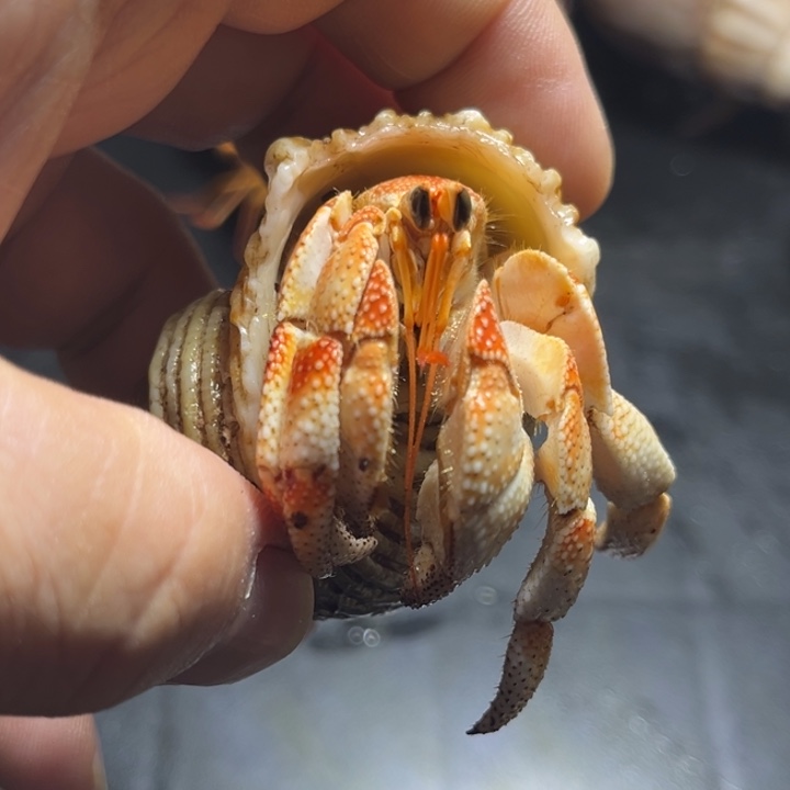闪2号毛球2.2口径