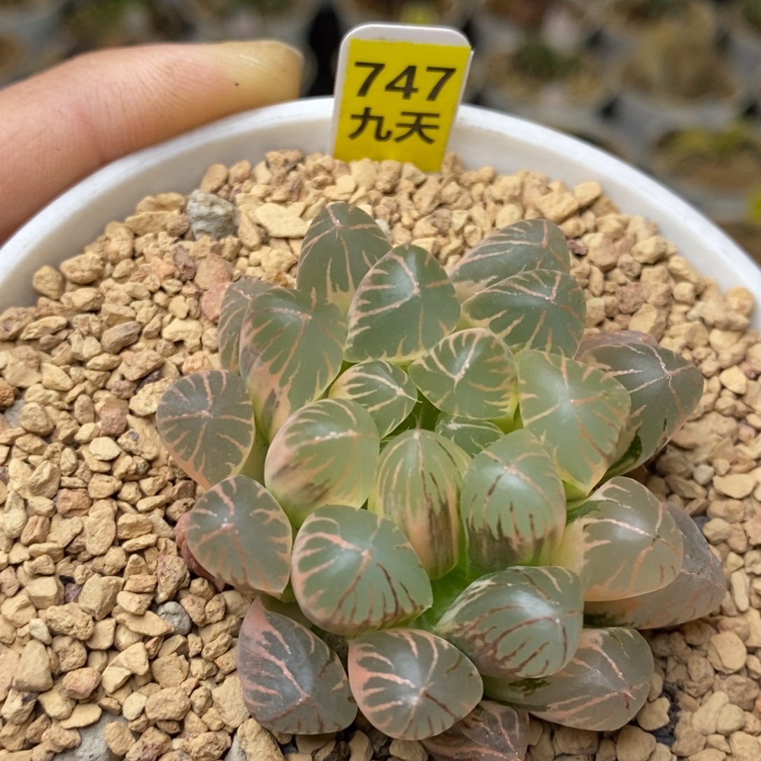 747号糊斑灵犀玉露锦