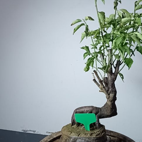 张***平无花朵梅花盆景原色发货