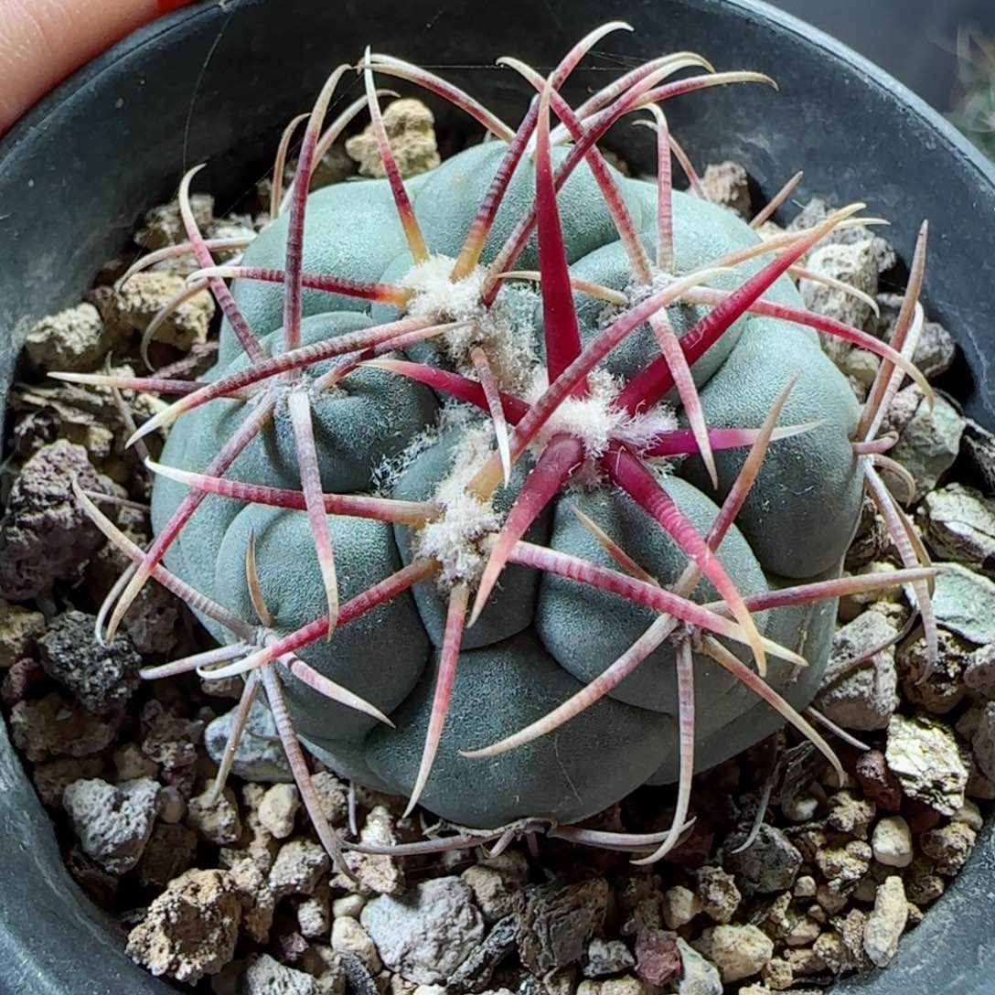 实生4.1厘米太刺绯冠龙多肉