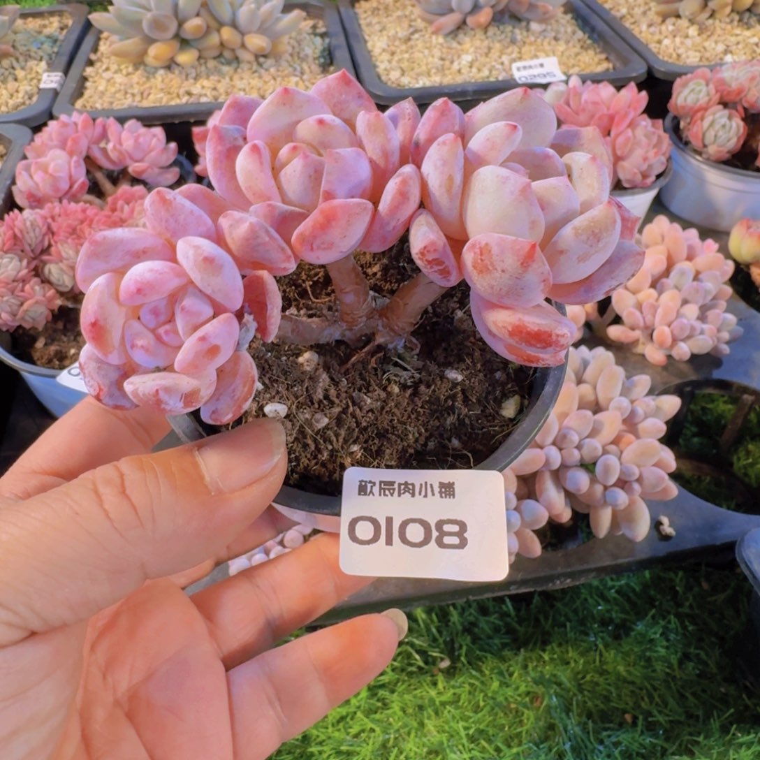 多肉植物橙梦露高桩0108