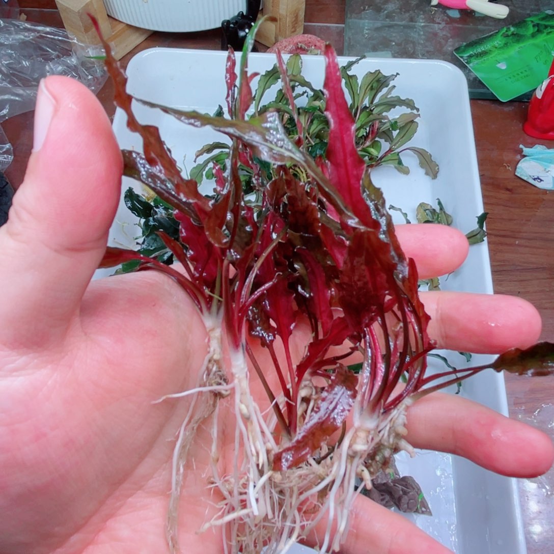 揭***厅美小呆哇塞套餐一份