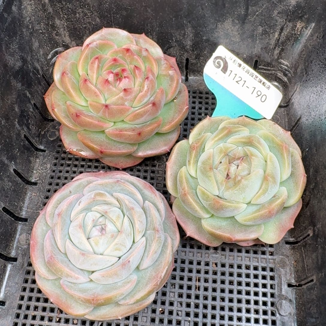 从前慢多肉精选编号1121.190