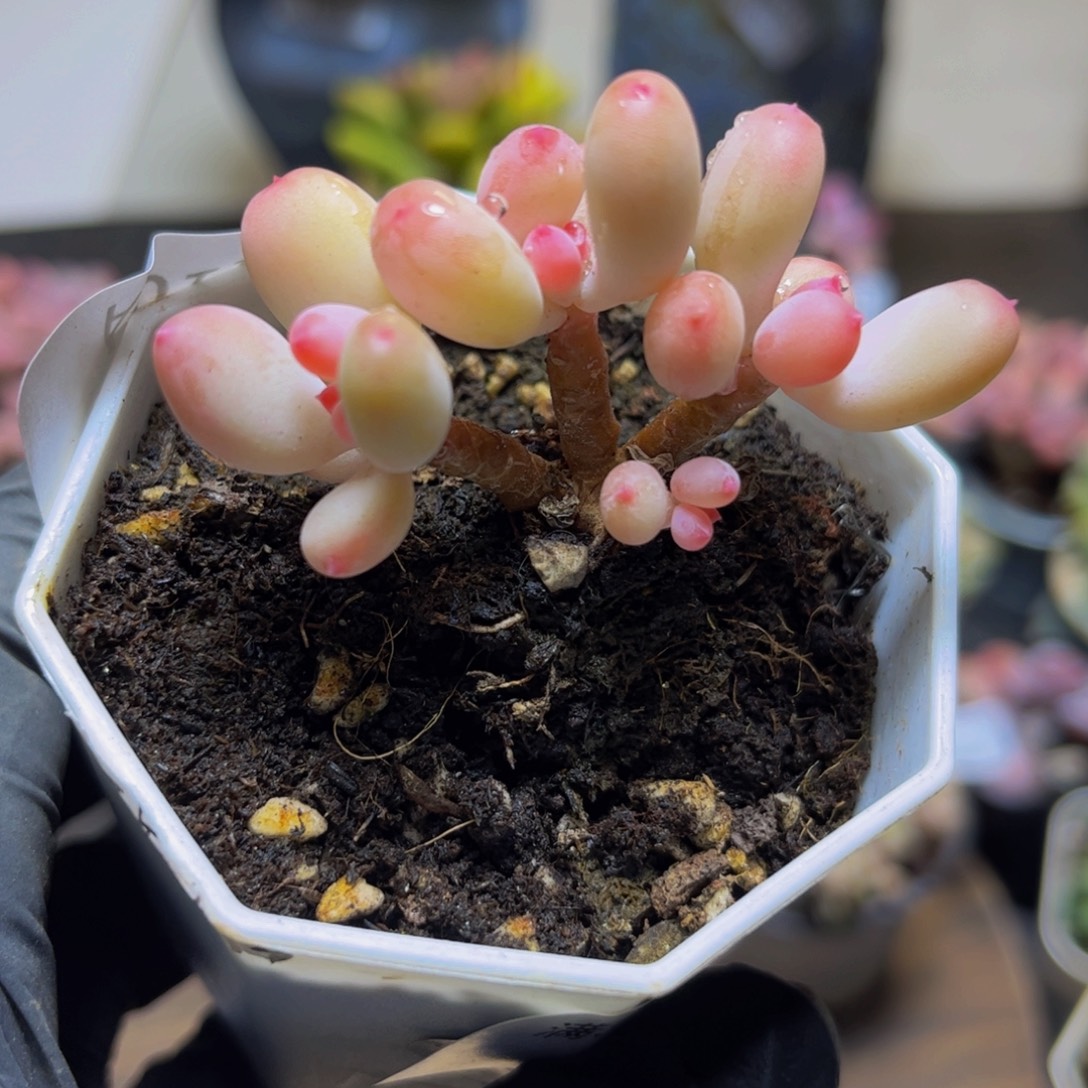 132二代苹果奶6厘米多肉