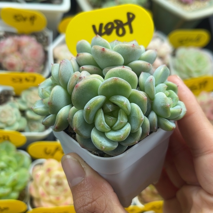 高***数甜心3000群专拍4089