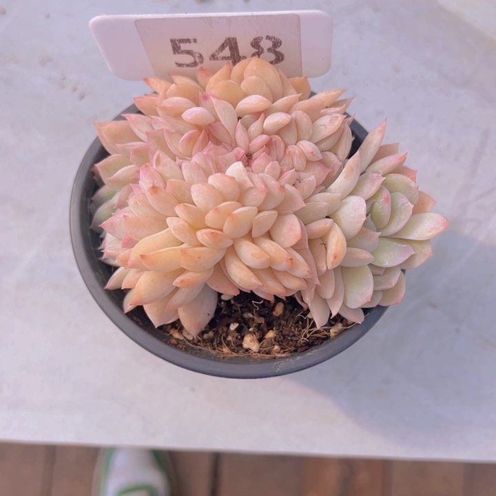 健健康康平平安安