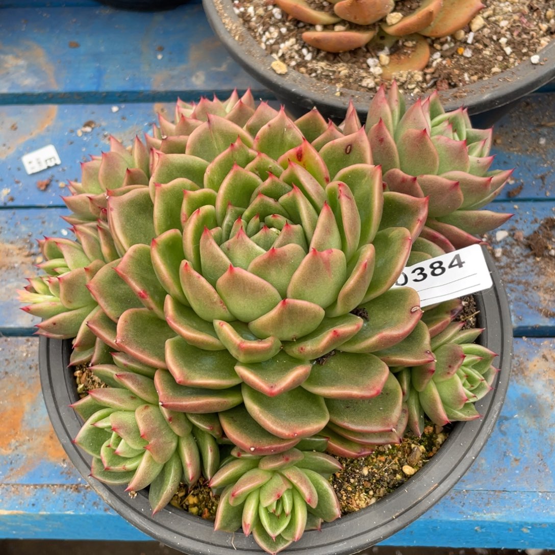 无花朵若如东云组拍D384