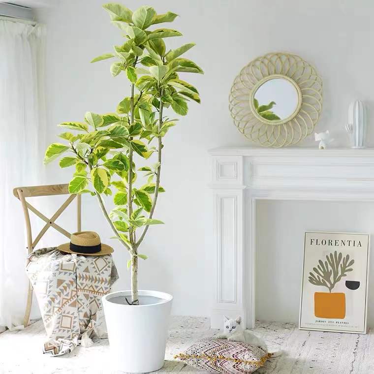 室内大型黄金榕盆栽北欧简约风格办公室客厅绿植易养护