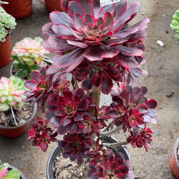 21香多肉。123446789