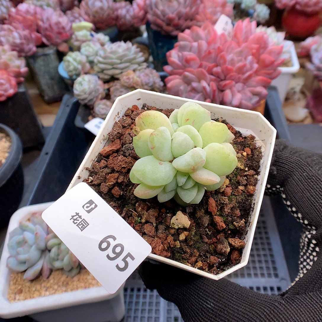 695冰玉石化多肉植物666