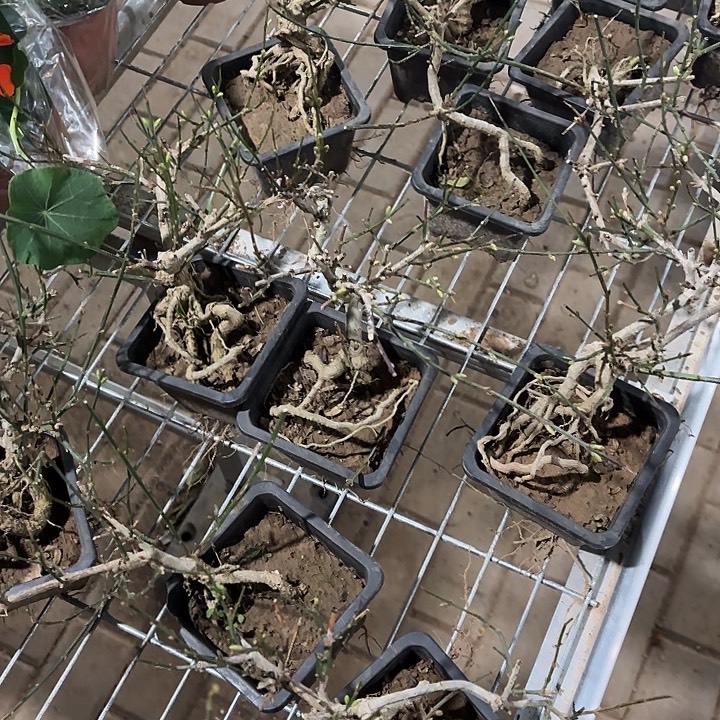 全部花苞迎春花盆景