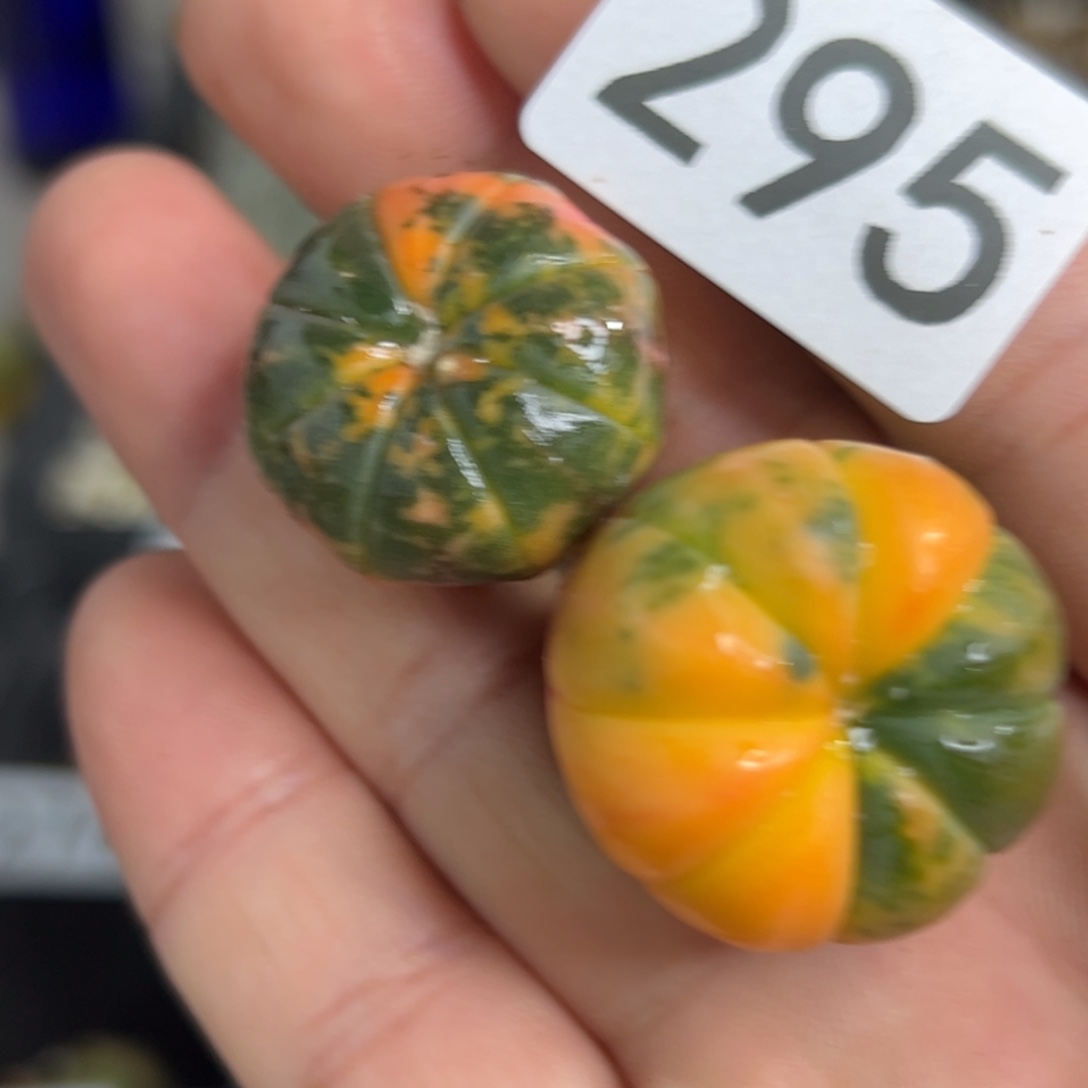 295 实生 仙人球的