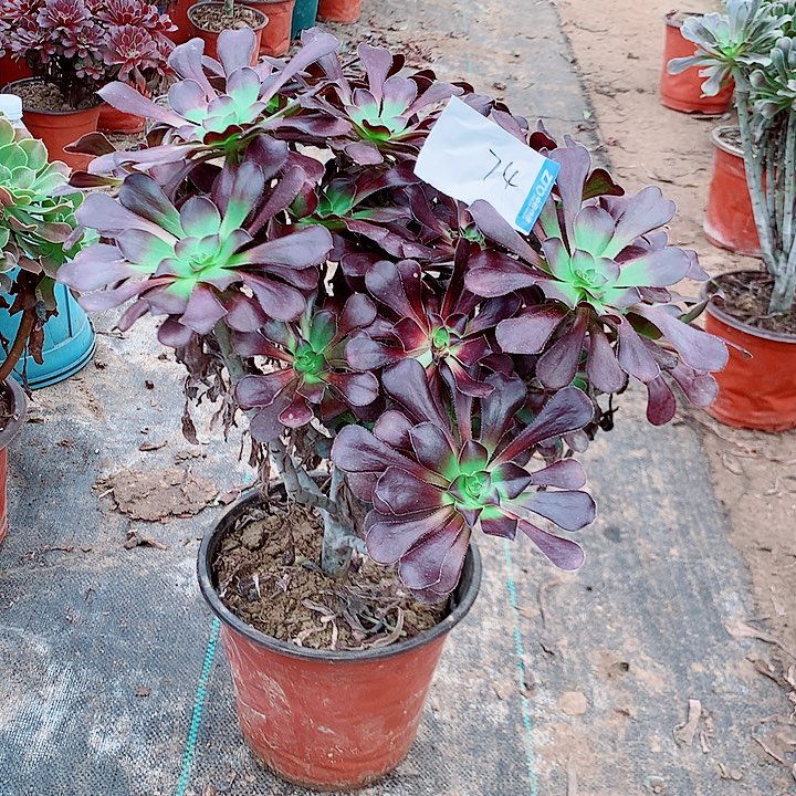 圆叶多肉植物法师74