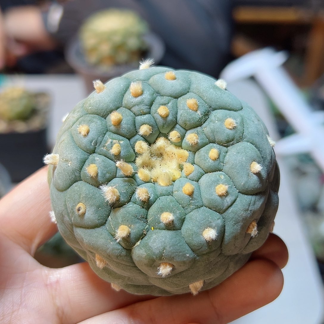 晚10号实生小尤佛头银6.6公分