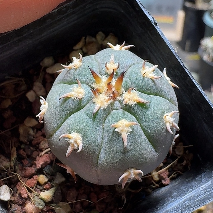 775猫爪实生脱土发货