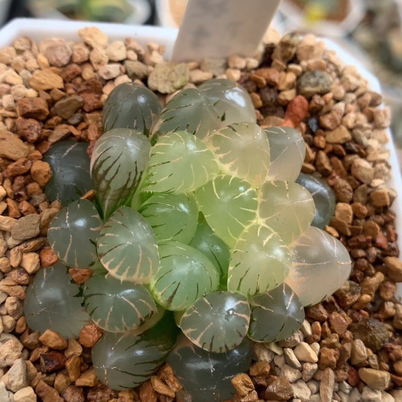 【闪购商品】387潘灯