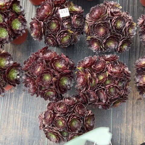 空***了412黑美人多肉5颗，