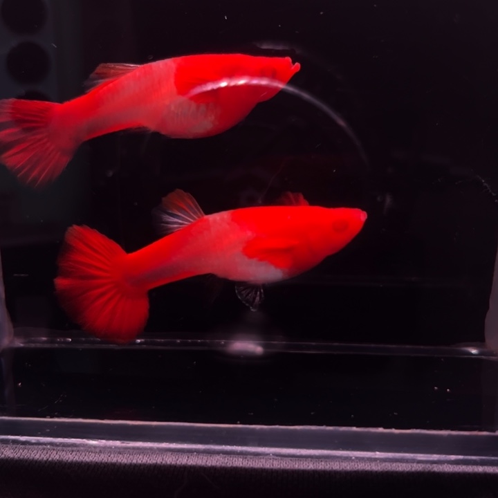 军***孔雀鱼双分水运母2条