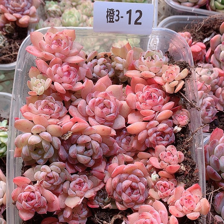 3-12一物一拍糕19.9米