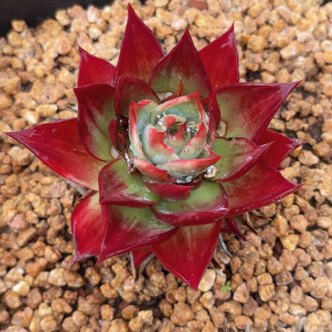 一物一拍，惊鸿仙子