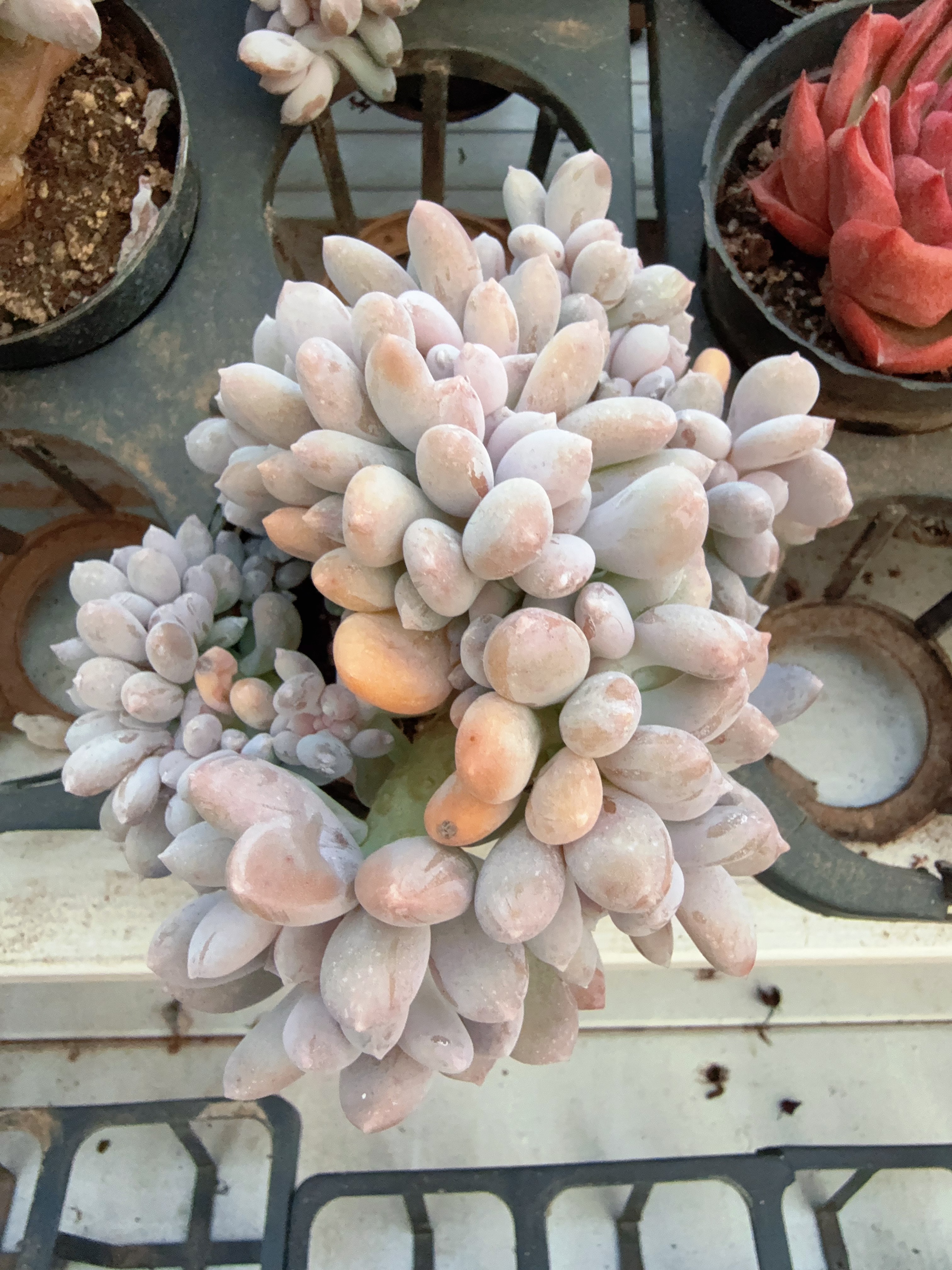 80#带缀桃美人（9-13cm）脱土