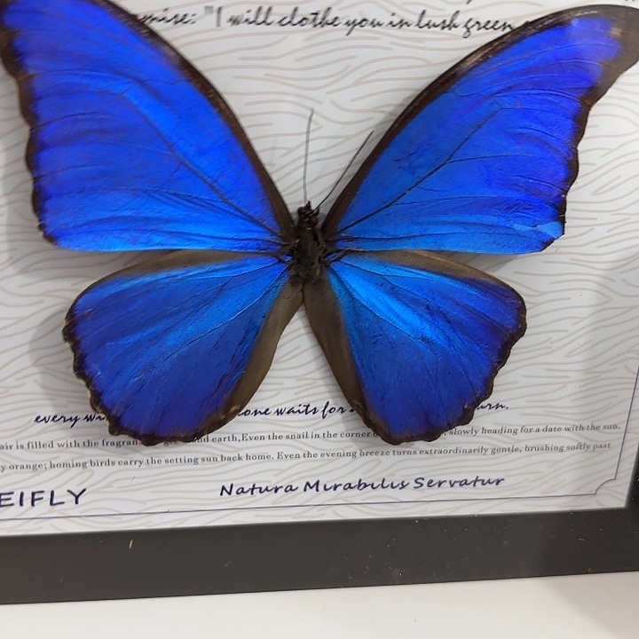 卿***上蝴蝶标本定制035@