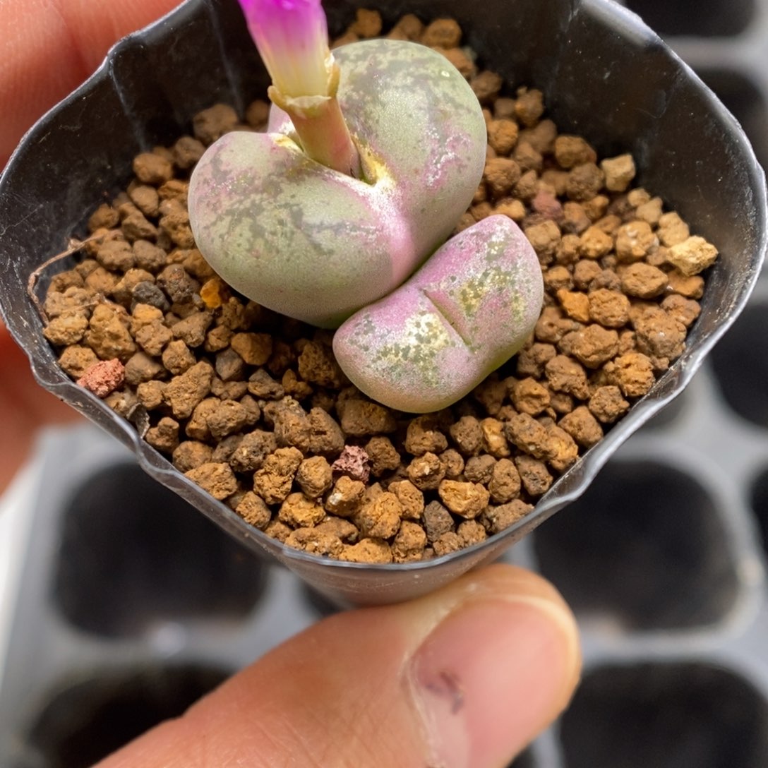 多肉植物肉锥杂交K-3737（1.9-2.3）风铃杂锦 伤特