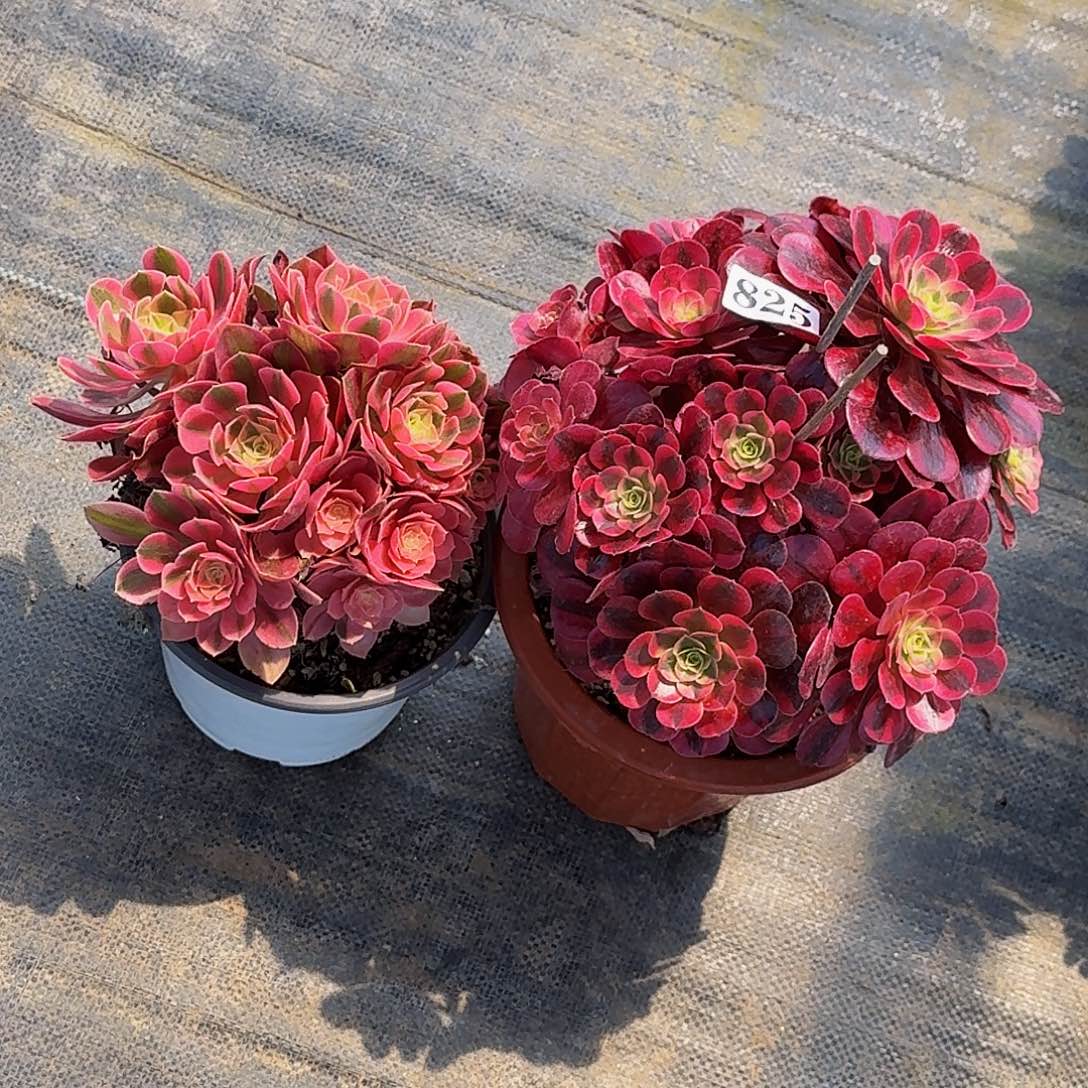 825两颗嫩桩多肉植物