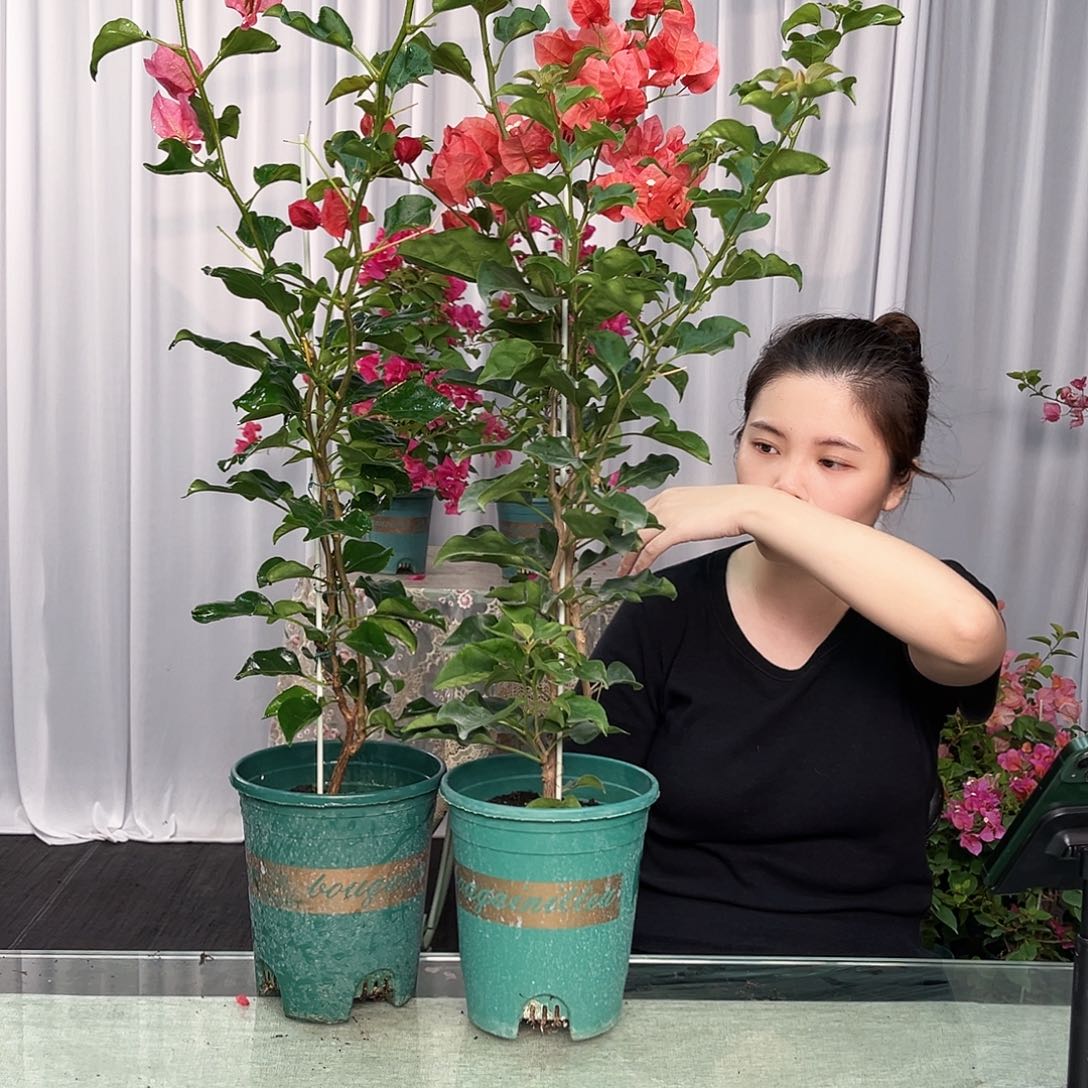 大部分开放少量花苞蒙日落带竹一颗